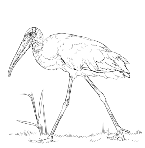 Wood Stork Coloring Page